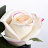 96СN-RB42 Диффузор Rose Bud Pink, спрей Rose Petal 5мл в упак.